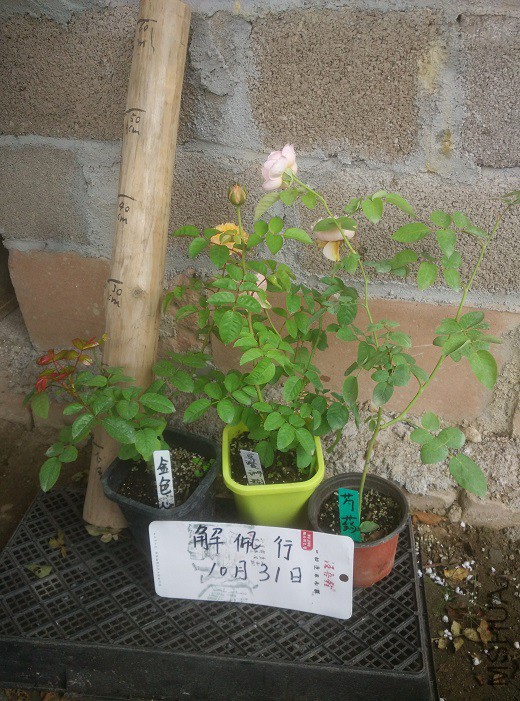 IMG_20151031_131019.jpg