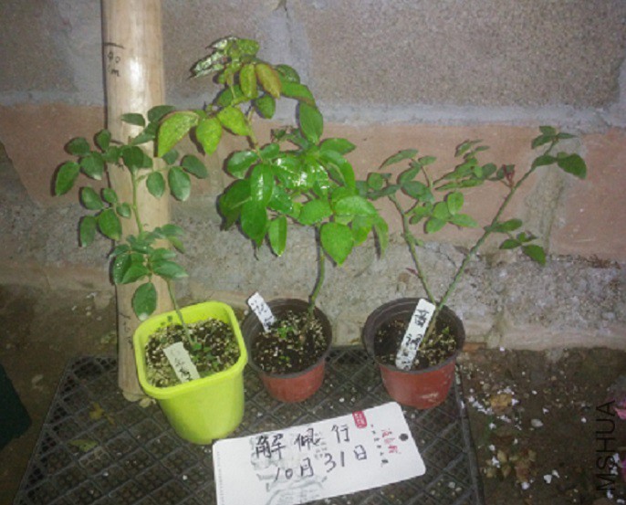 IMG_20151031_170013.jpg
