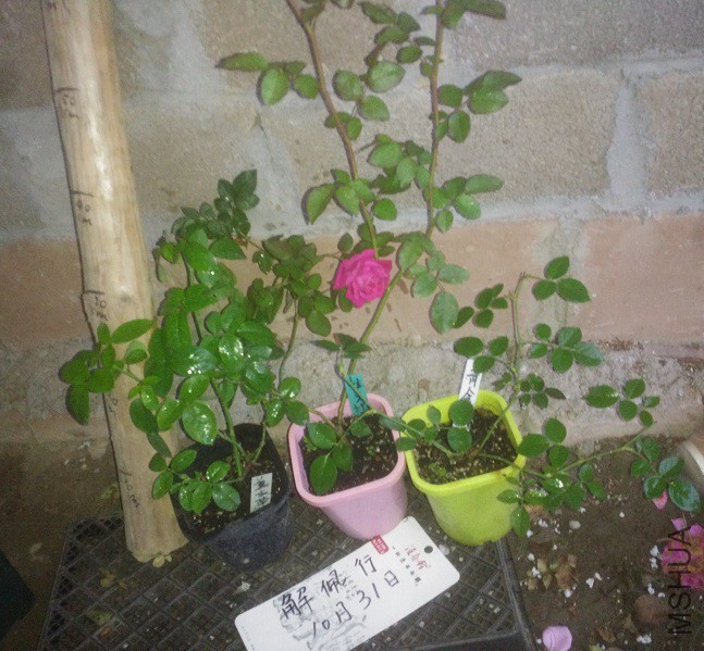 IMG_20151031_170339.jpg