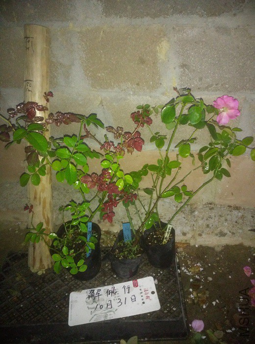 IMG_20151031_172246.jpg