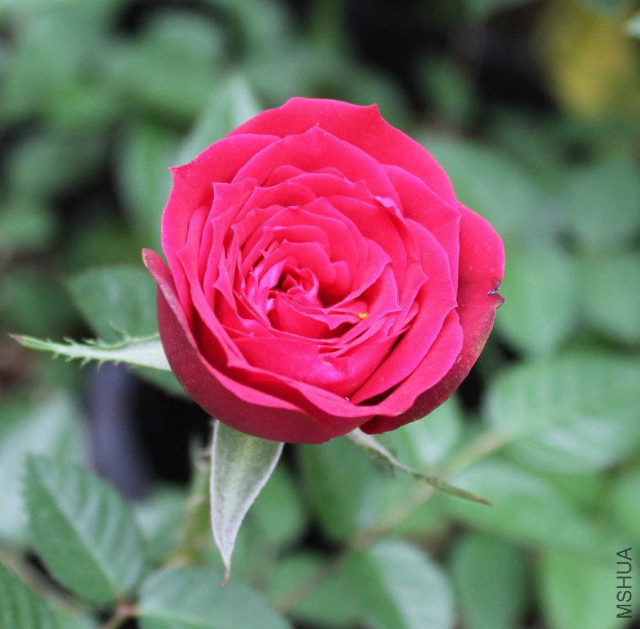 035.jpg