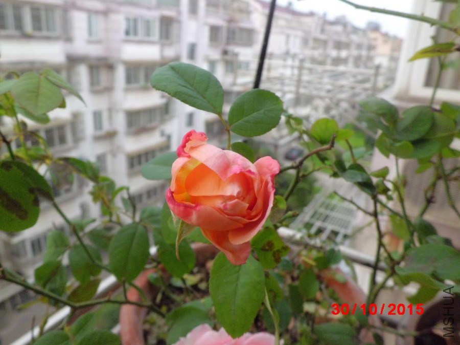 CIMG7021.JPG
