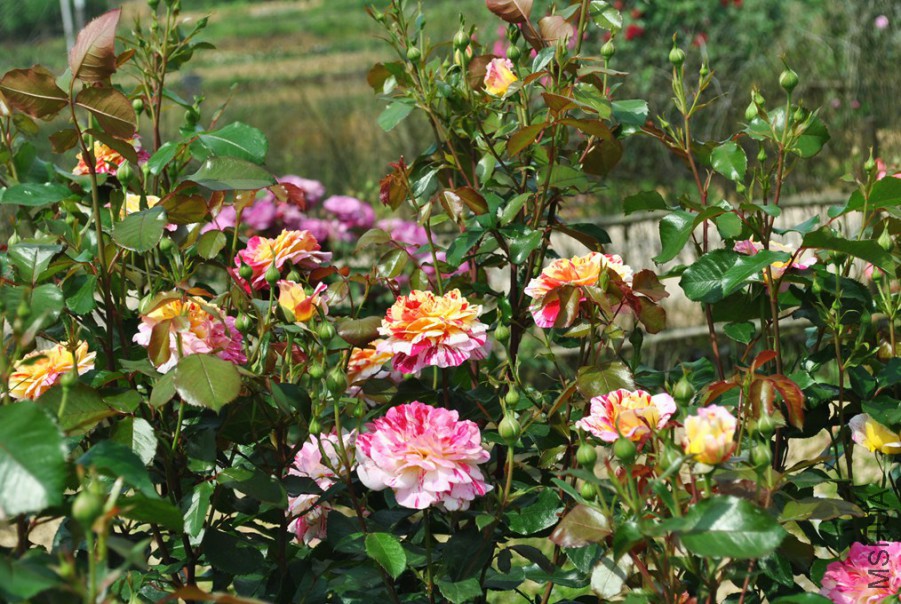 ȫ��ħ�� (5).jpg