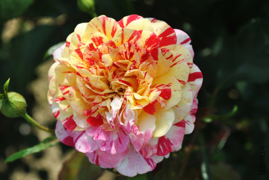 ȫ��ħ�� (2).jpg