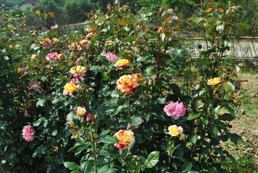 ȫ��ħ�� (3).jpg