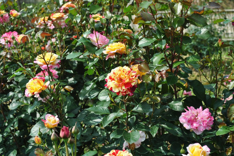 ȫ��ħ�� (4).jpg