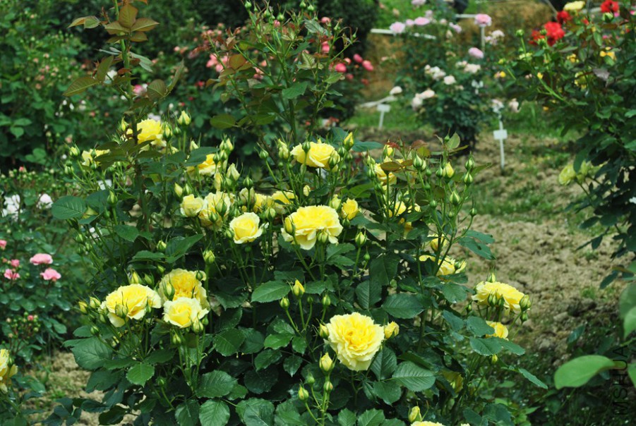 �й�Ů�� (5).jpg