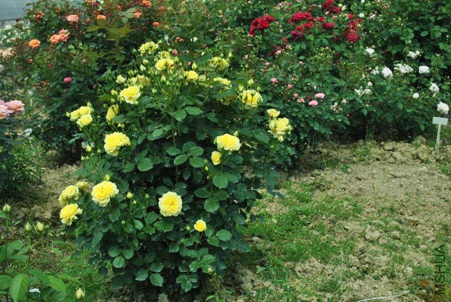 �й�Ů�� (1).jpg