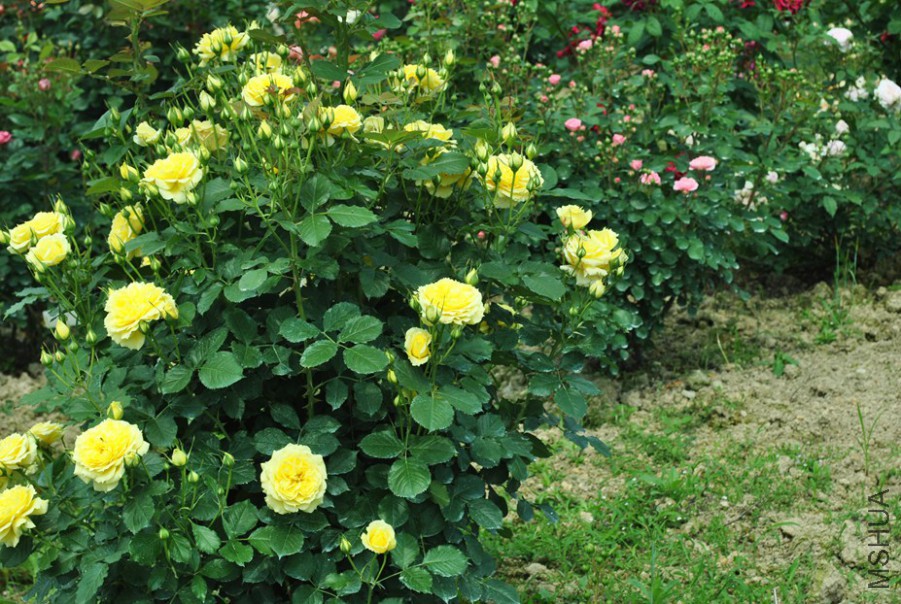 �й�Ů�� (2).jpg