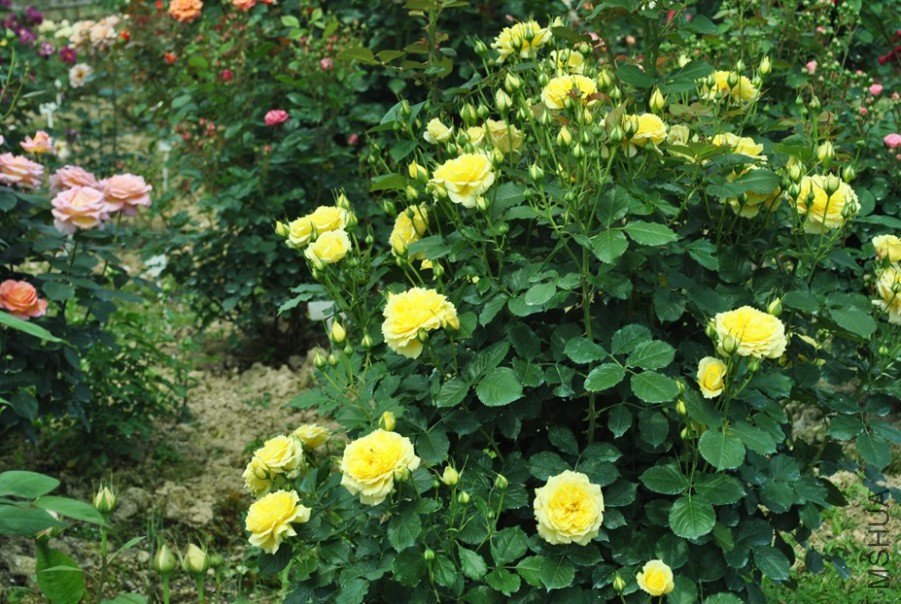 �й�Ů�� (3).jpg