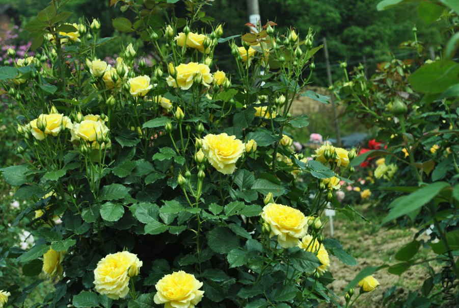 �й�Ů�� (4).jpg