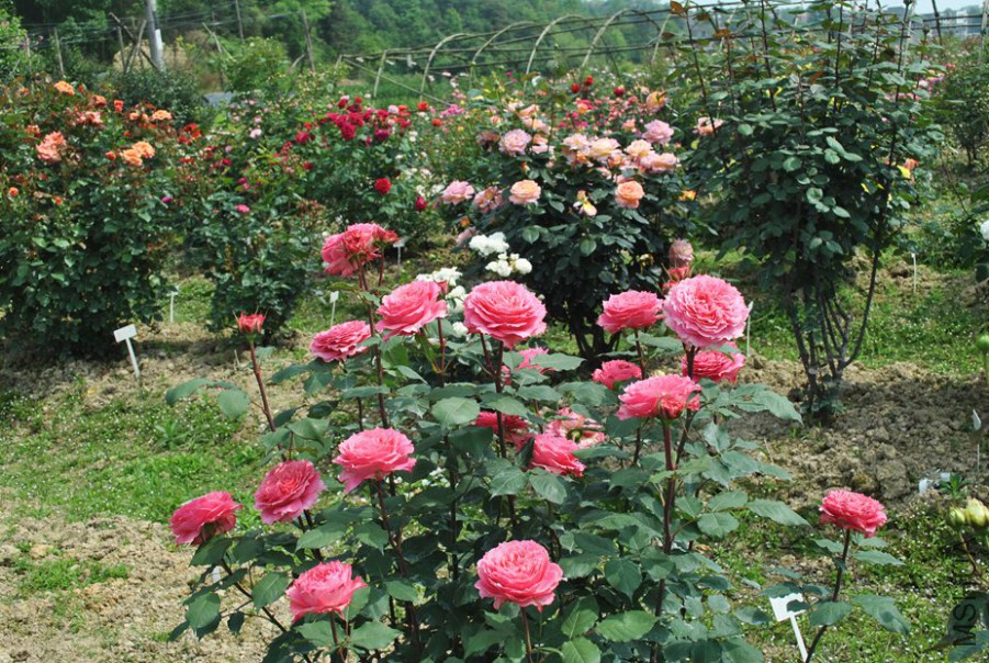 ���� (3).jpg