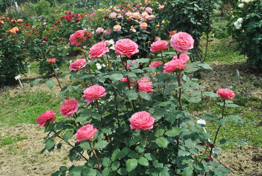 ���� (4).jpg