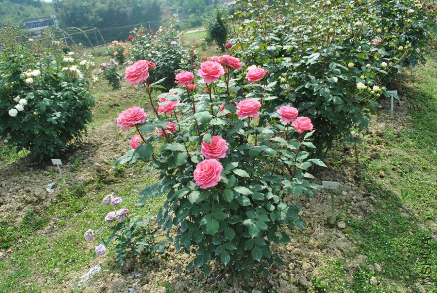 ���� (5).jpg