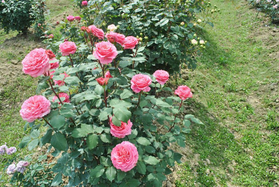 ���� (6).jpg