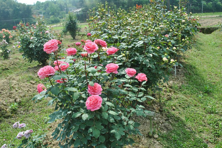 ���� (7).jpg