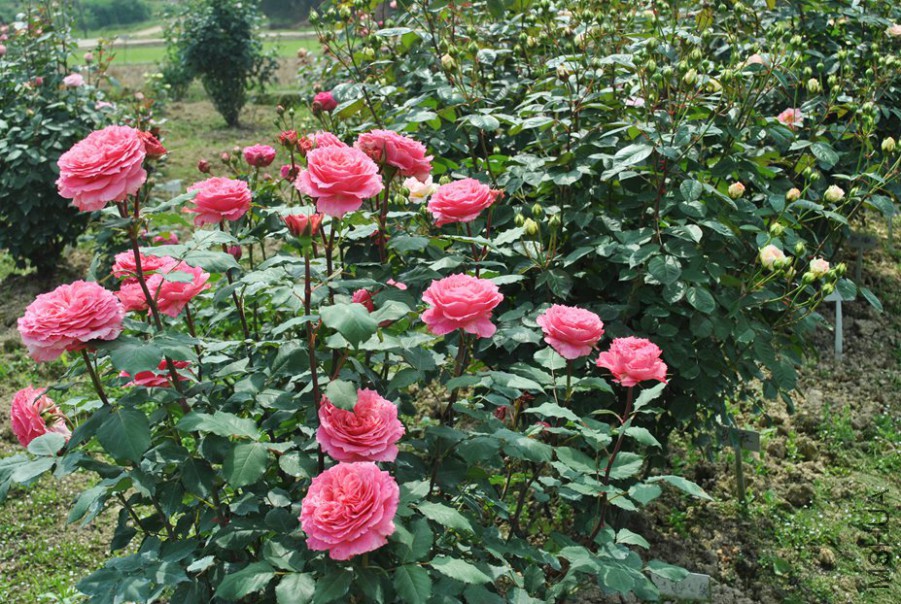 ���� (8).jpg