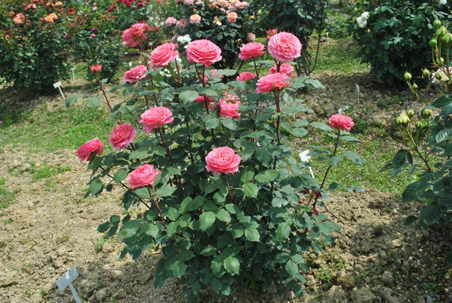 ���� (2).jpg