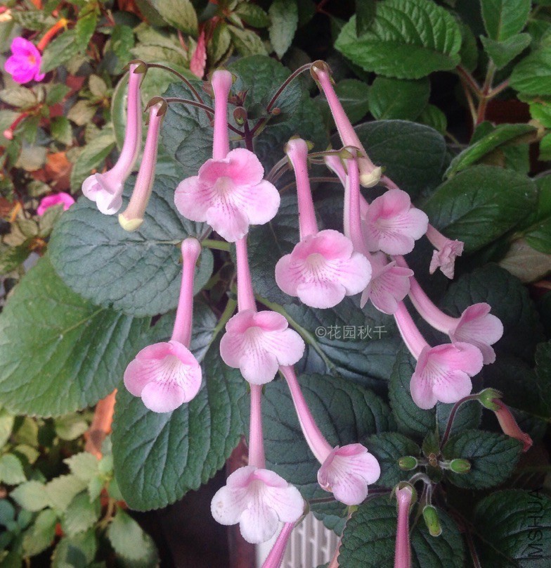 ʯͷ�ĸ�³����