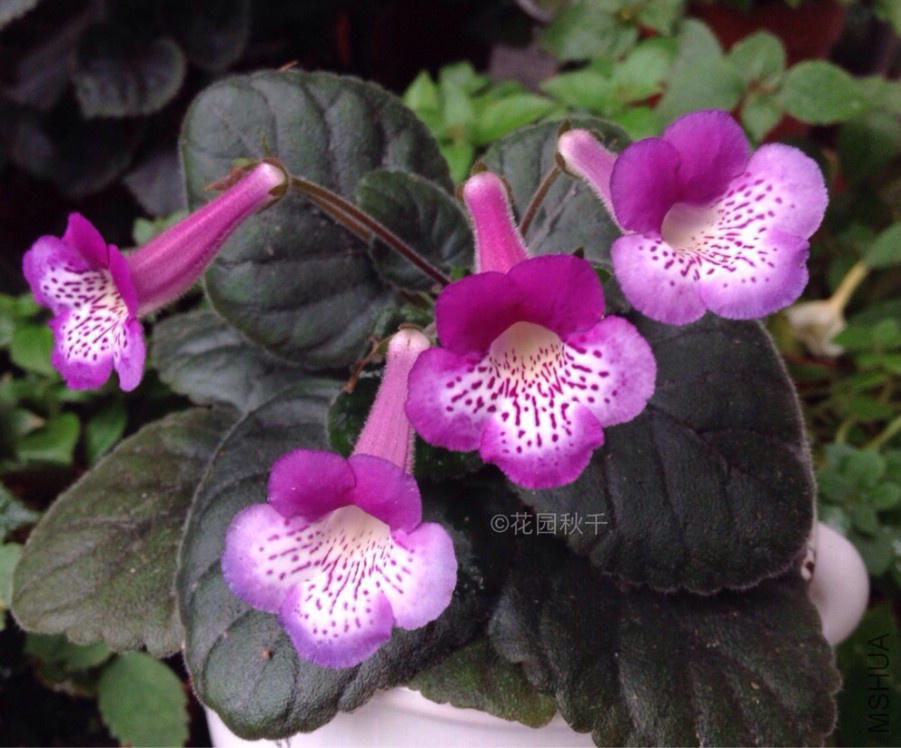 ʯͷ��Ƥ����