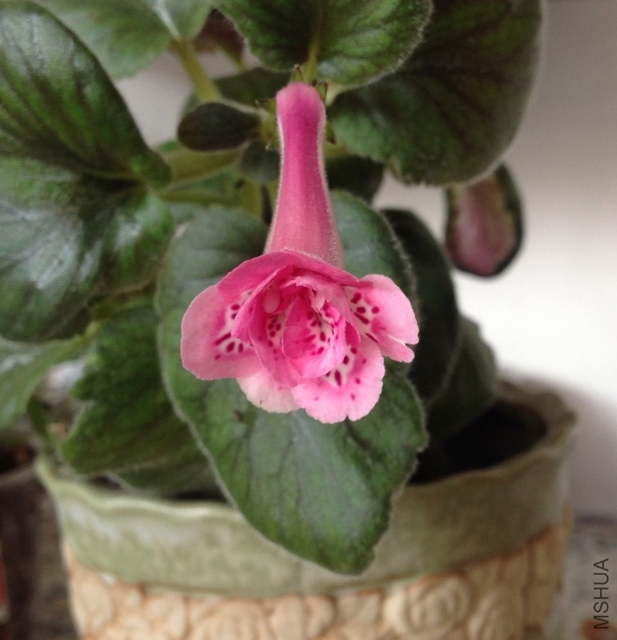 ��ɯ�ĵ���