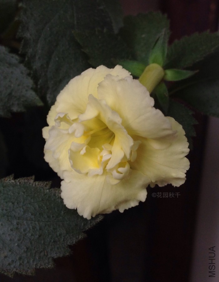 Yellow English Rose