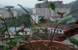 ����÷������