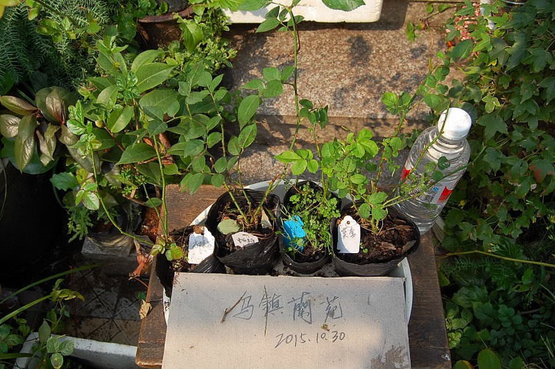 DSC_89120233.JPG