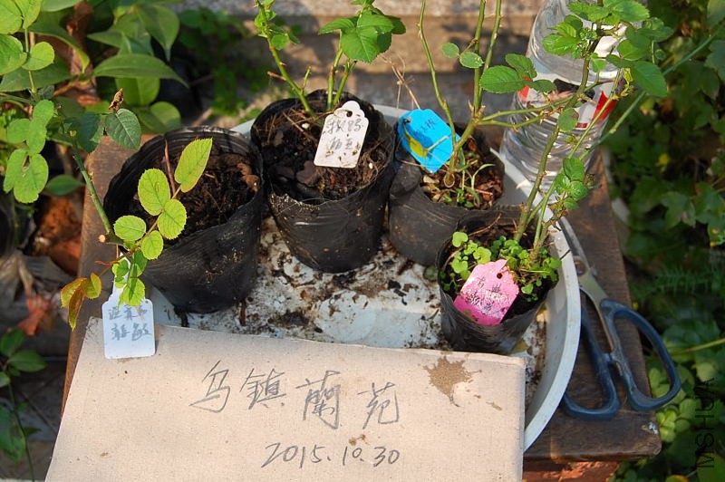DSC_89190240.JPG