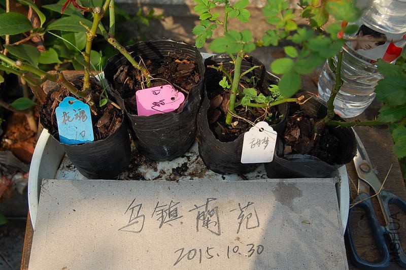DSC_89280249.JPG