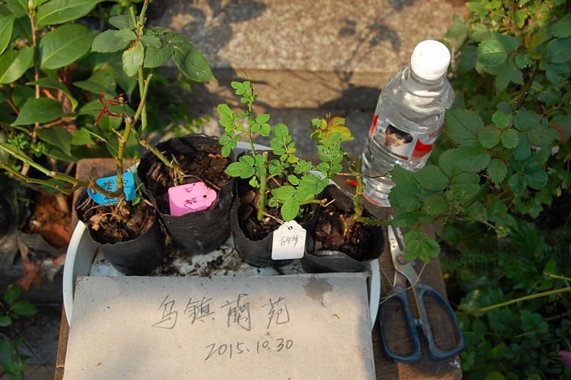 DSC_89260247.JPG