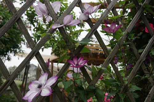 DSC00720_����.jpg
