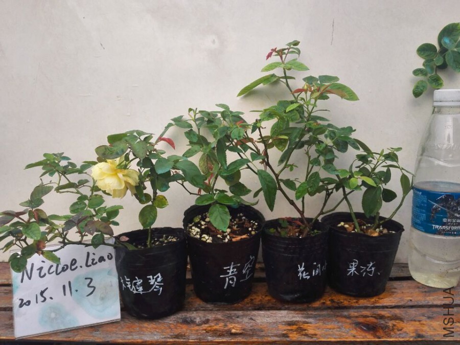 QQͼƬ20151103085524.jpg