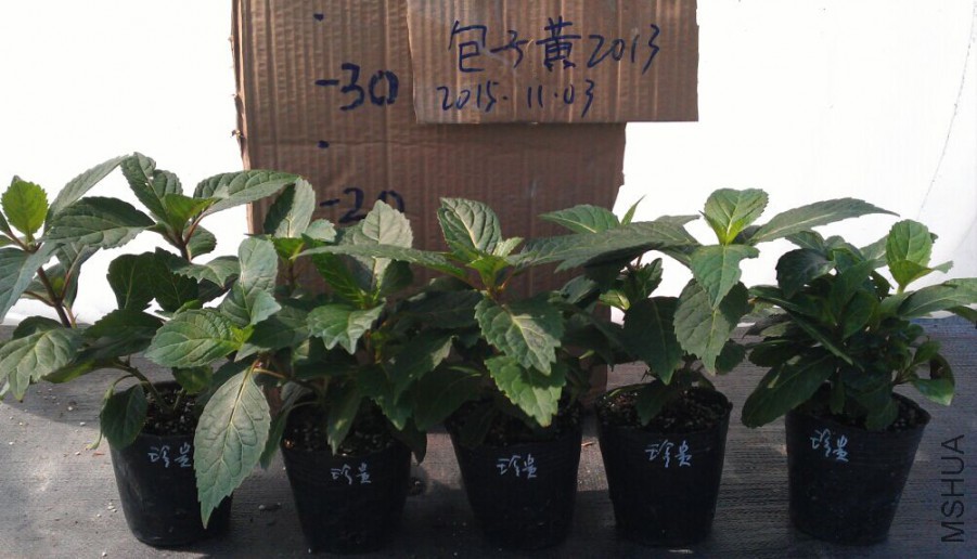 ���.jpg