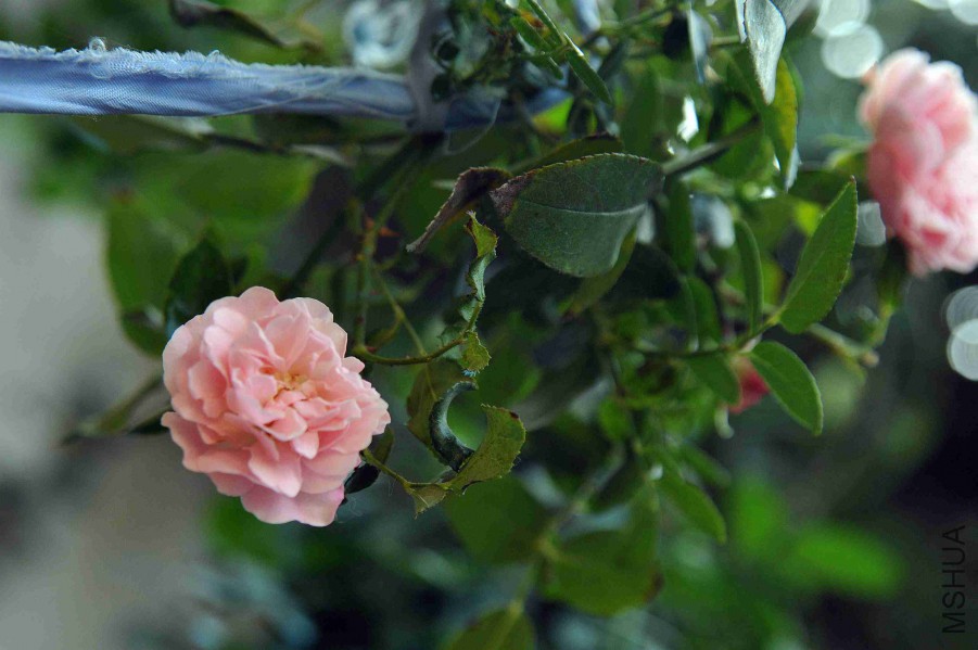 DSC_9011_����.jpg
