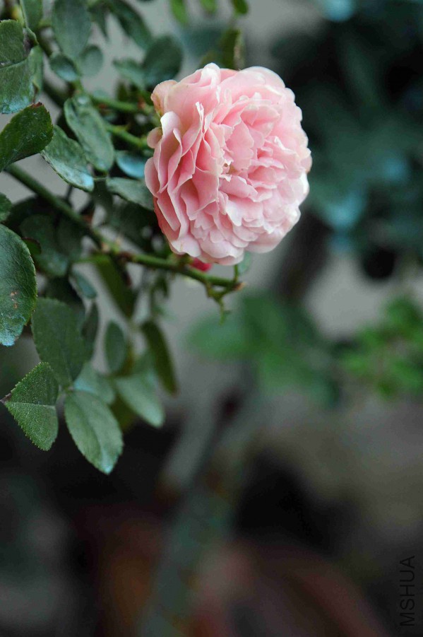DSC_9014_����.jpg
