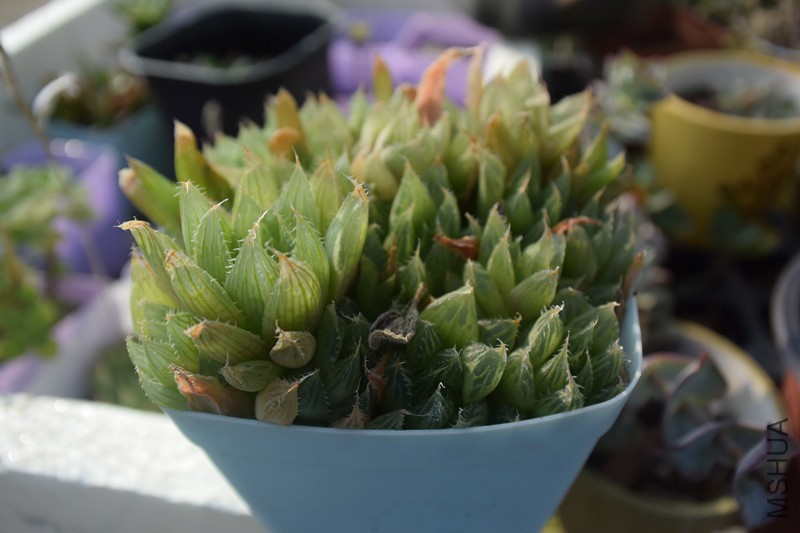 DSC_0254_����.jpg
