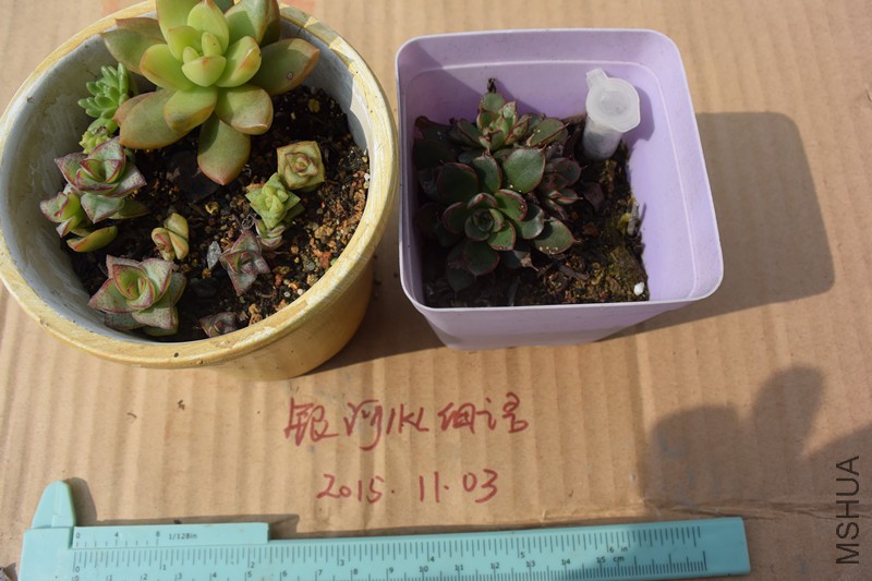 DSC_0280_����.jpg
