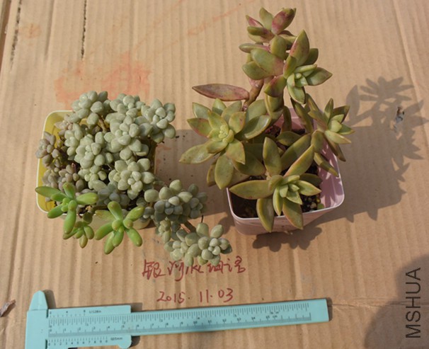 DSC_0278_����.jpg