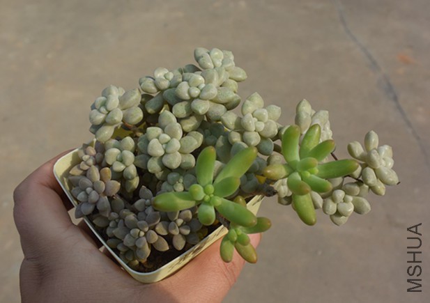 DSC_0260_����.jpg