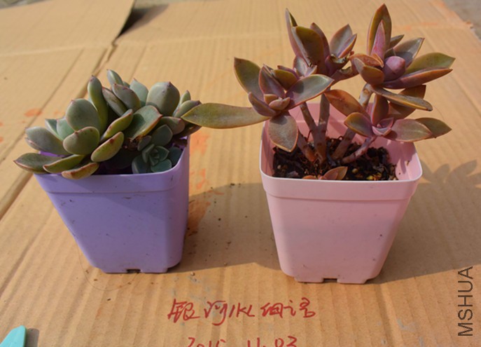 DSC_0277_����.jpg