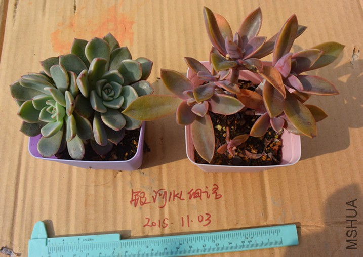 DSC_0276_����.jpg