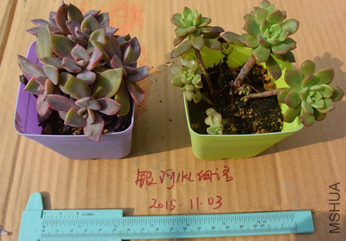 DSC_0275_����.jpg