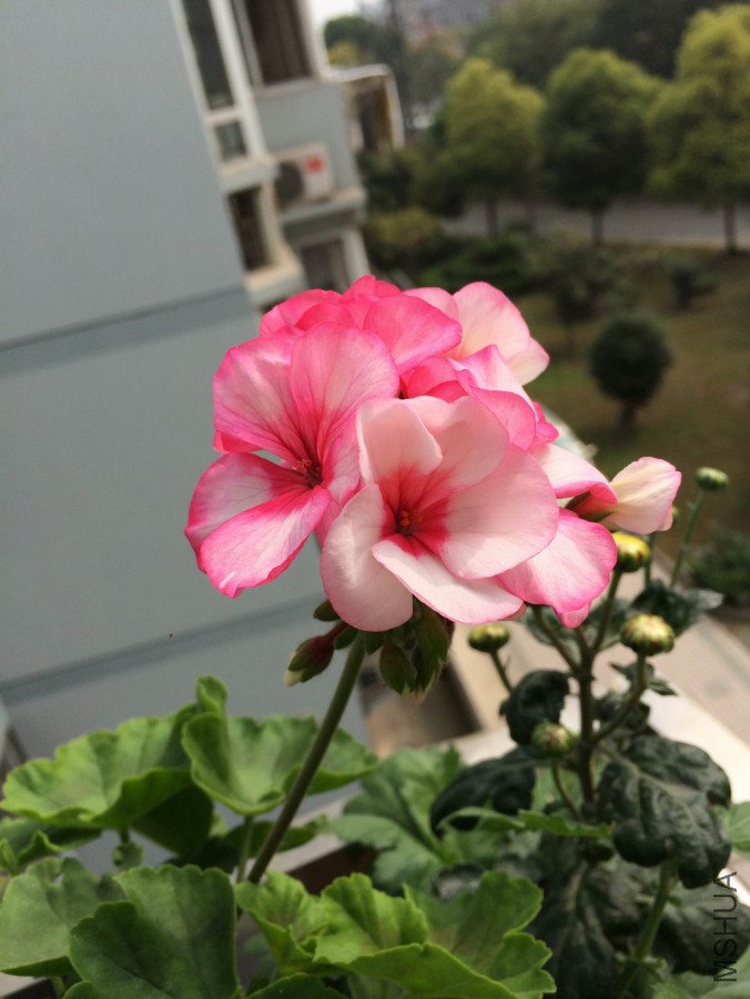 ������С IMG_0745.JPG