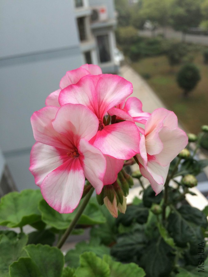 �س�����