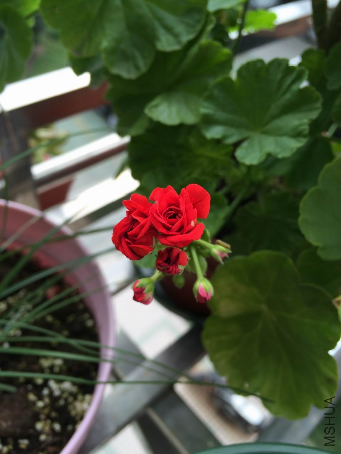 ������С IMG_0594.JPG