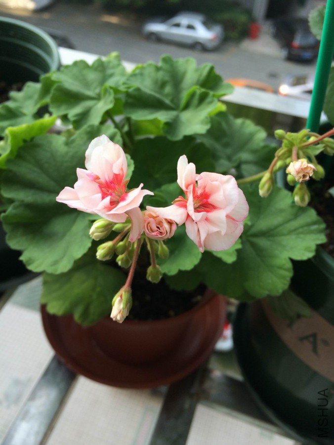 ������С IMG_0417.jpg