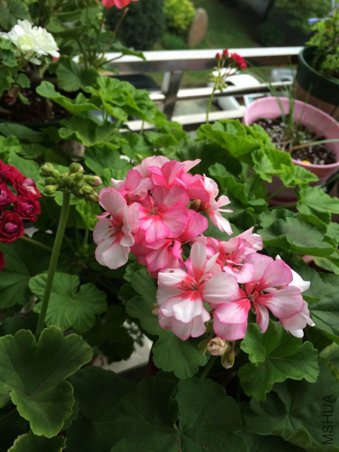 ������С IMG_0418.jpg