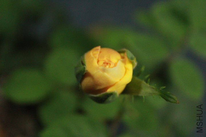 IMG_1725.JPG