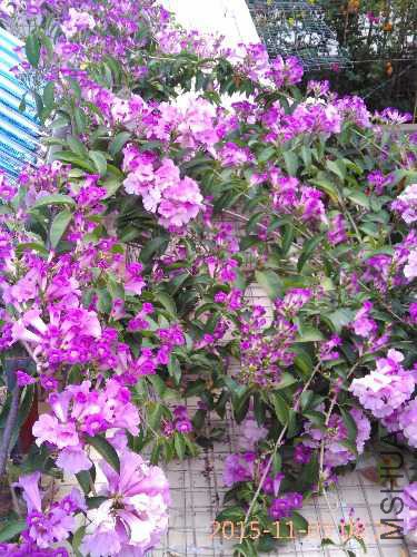 IMG_20151103_082800.jpg